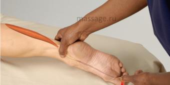 Укрепление короткого разгибателя большого пальца стопы Короткие разгибатели пальцев и межкостные мышцы
